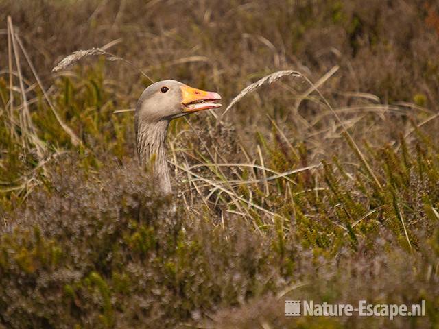 Grauwe gans, roepend tussen heidestruiken, Zww3 060510