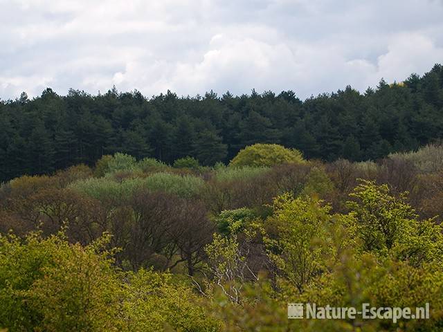 Kleuren groen in voorjaar, NPZk1 040510