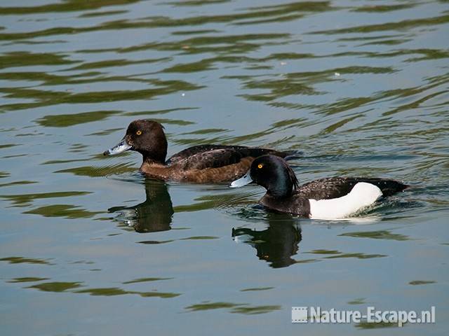 Kuifeenden, woerd en vrouw, AWD4 220510