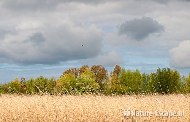 Riet en bomen met jong blad, Zwmp1 050510