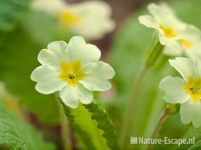 Stengelloze sleutelbloem, detail bloem, Elswout 1 110510