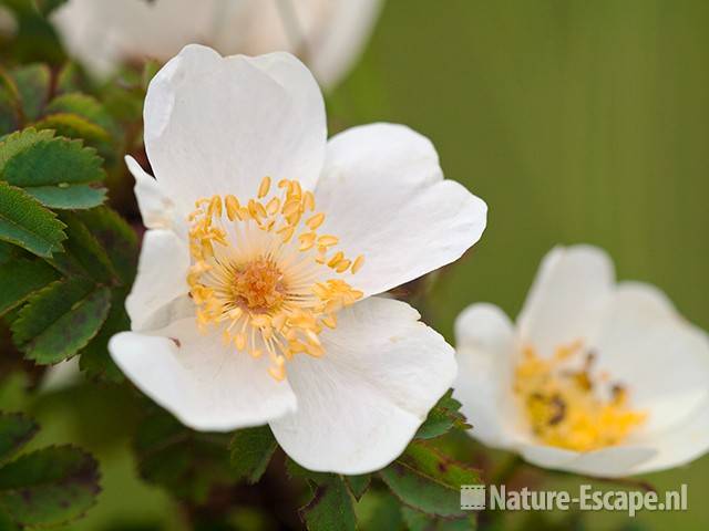 Duinroos, bloemen, Zww1 180610