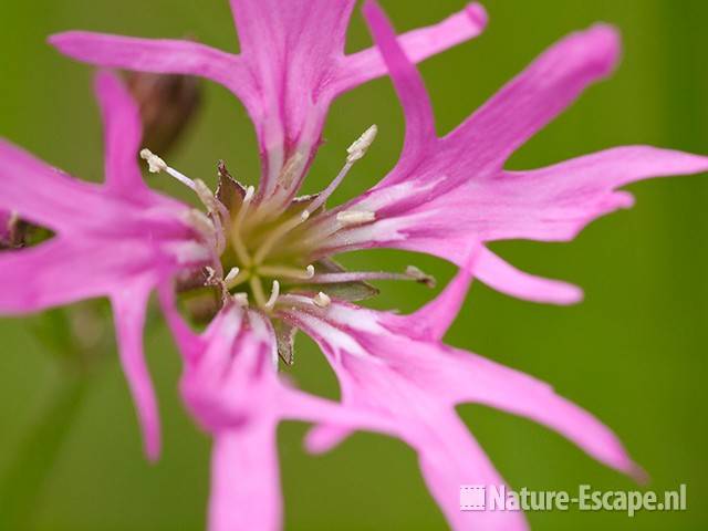 Echte koekoeksbloem detail bloem, Zww2 180610