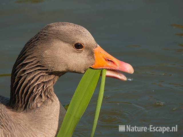 Grauwe gans, etend van riet, foeragerend, Hijm NHD Castricum 1 280510