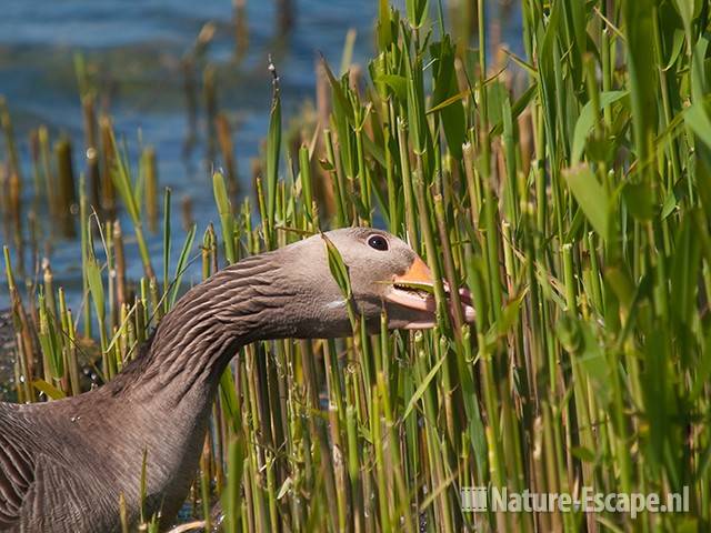 Grauwe gans, etend van riet, foeragerend, Hijm NHD Castricum 2 250510