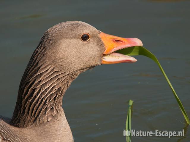 Grauwe gans, etend van riet, foeragerend, Hijm NHD Castricum 2 280510