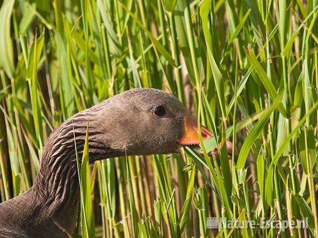 Grauwe gans, etend van riet, foeragerend, Hijm NHD Castricum 3 250510