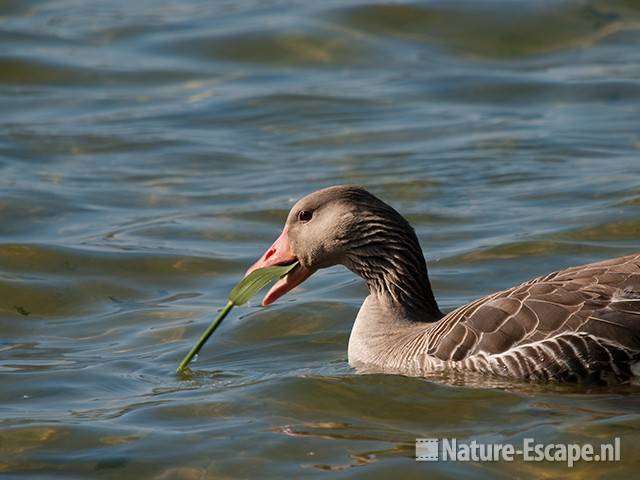 Grauwe gans, etend van riet, foeragerend, Hijm NHD Castricum 4 250510