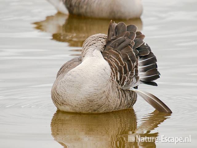 Grauwe gans, in de rui, poetsend, Zww1 180610