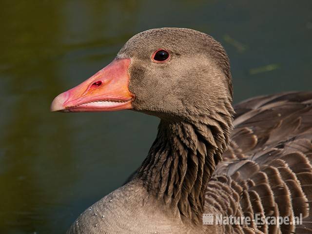 Grauwe gans, portret, detail kop, Hijm NHD Castricum 1 280510