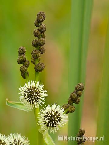 Grote egelskop, detail bloemen en bloemknoppen, Zwanenwater 1 130710