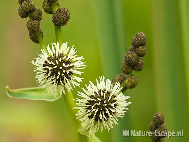 Grote egelskop, detail bloemen en bloemknoppen, Zwanenwater 3 130710