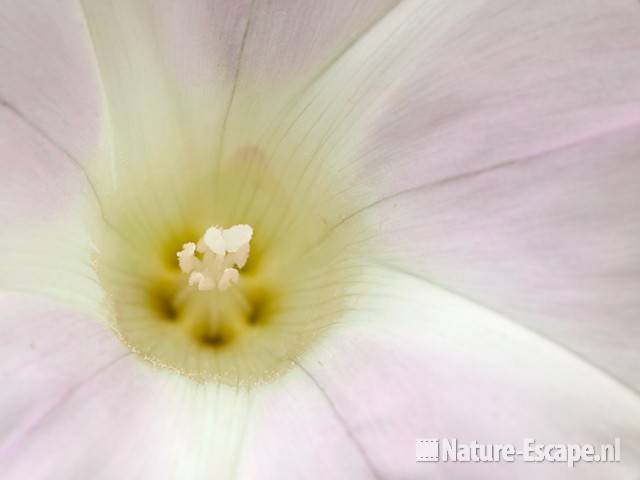 Haagwinde, detail roze bloem, Zwanenwater 1 130710