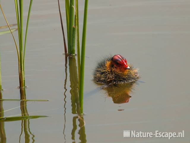 Meerkoet, juveniel, langs fietspad golfbaan Heemskerk 1 150510