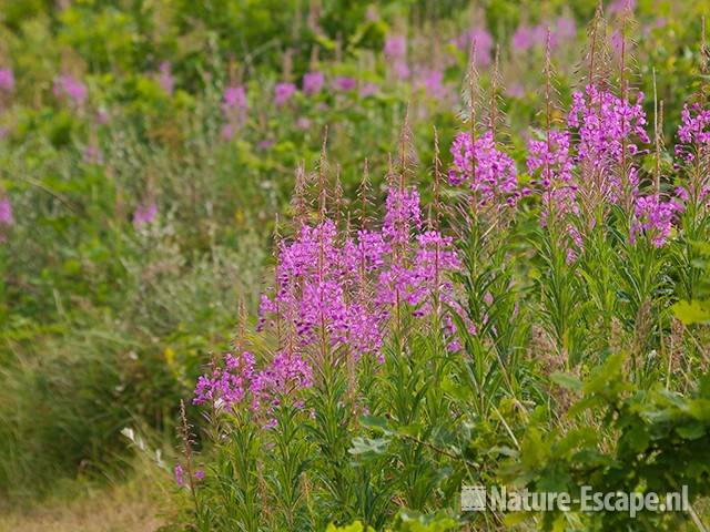 Wilgenroosjes, Zwanenwater 2 130710