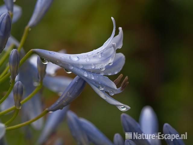 Afrikaanse lelie, detail bloem met druppels, Fuchsiaboerderij Stokkum 1 280710