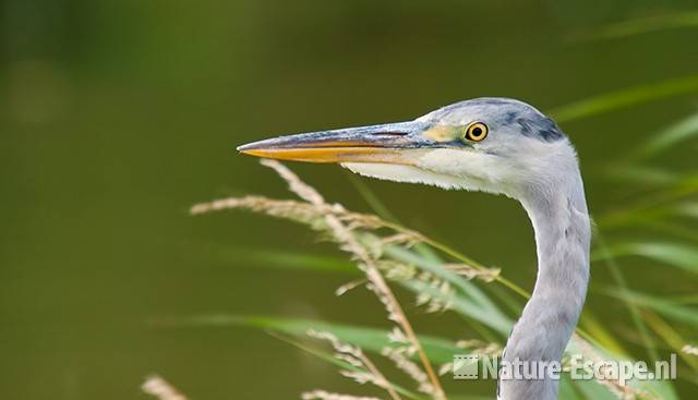 Blauwe reiger, juveniel, detail kop, Hekslootpolder 2 240710