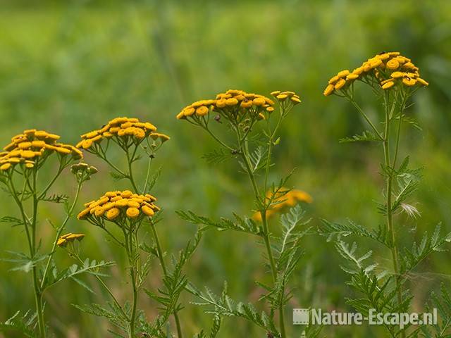 Boerenwormkruid, bloemen, landgoed Ampsen 9 270710