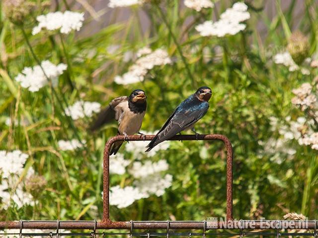 Boerenzwaluw, juvenielen, Spaarnwoude 1 240710