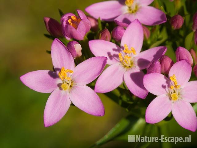 Echt duizendguldenkruid, bloemen, AWD2 300710