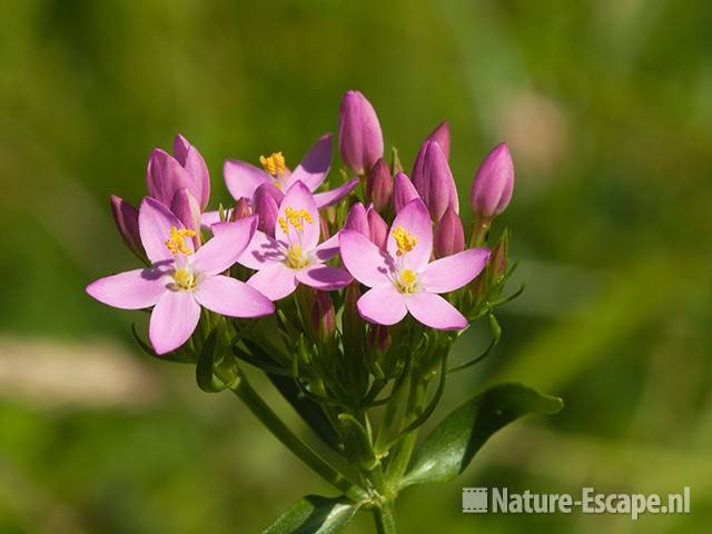 Echt duizendguldenkruid, bloemen, AWD3 300710