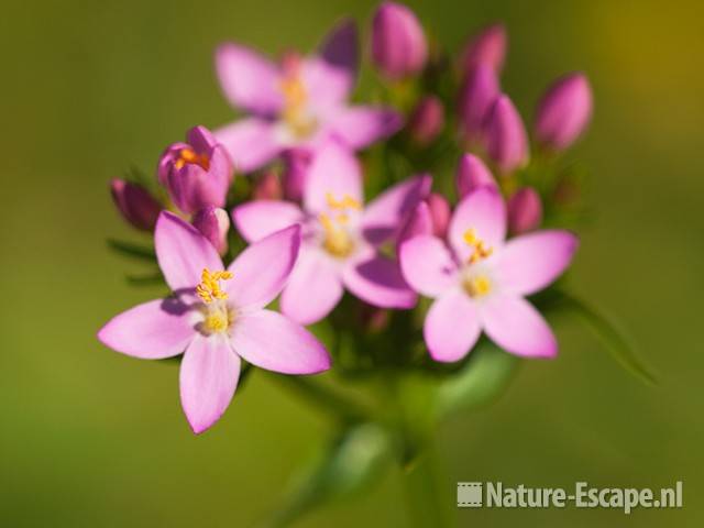 Echt duizendguldenkruid, bloemen, AWD4 300710