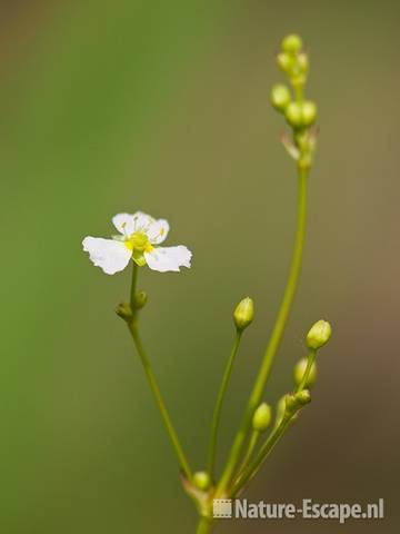 Grote waterweegbree, detail bloem, tB2 120710