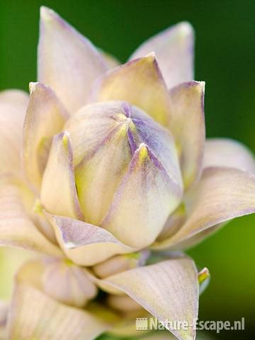 Hosta 'Sum and Substance', bloemknop, tB4 180710