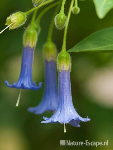 Iochroma australis, detail bloemen, Fuchsiaboertderij Stkkum 1 280710