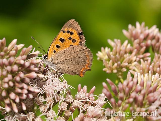 Kleine vuurvlinder op koninginnekruid, AWD2 300710