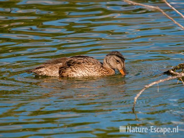 Krakeend, juveniel, Vogelmeer NPZK1 240710