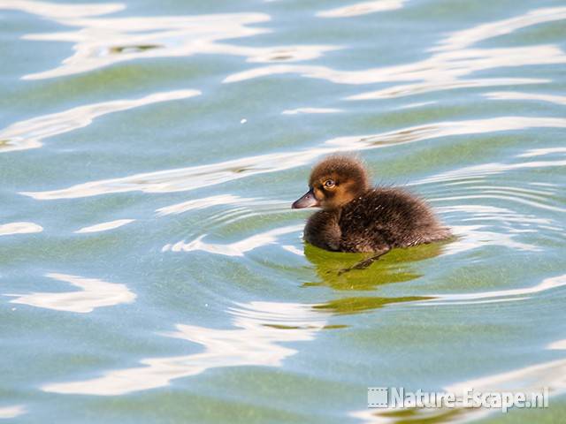 Kuifeend, juveniel, Vogelmeer NPZK2 240710