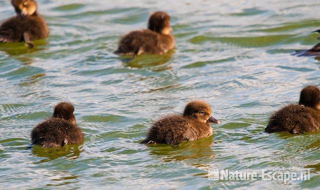 Kuifeend, juvenielen, Vogelmeer NPZK3 240710