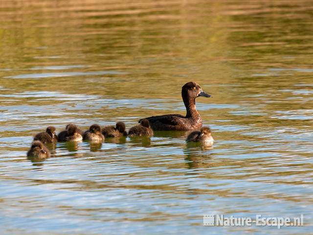 Kuifeend, vrouw, met juvenielen, Vogelmeer NPZK2 240710