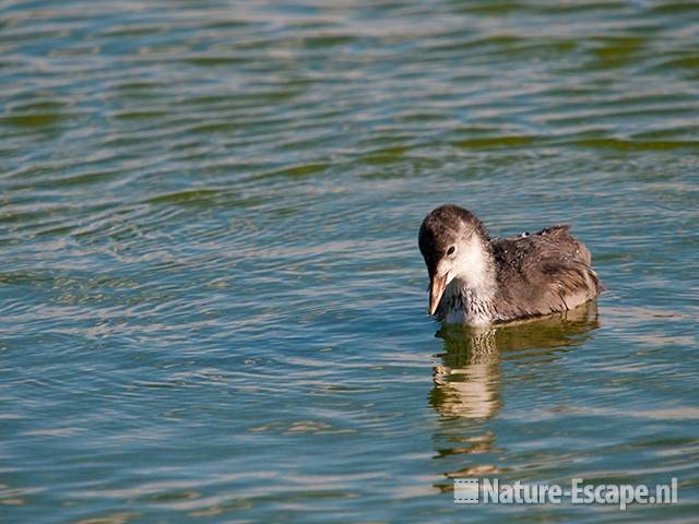 Meerkoet, juveniel, Vogelmeer NPZK1 240710