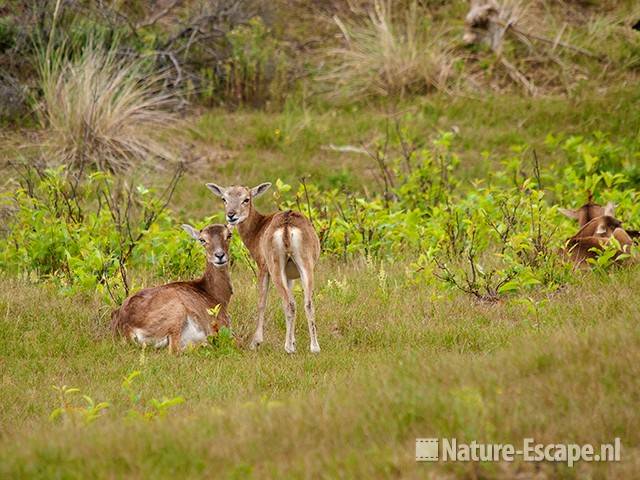 Moeflons, AWD3 150710