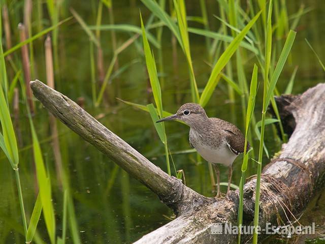 Oeverloper, Hijm NHD Castricum 1 160710