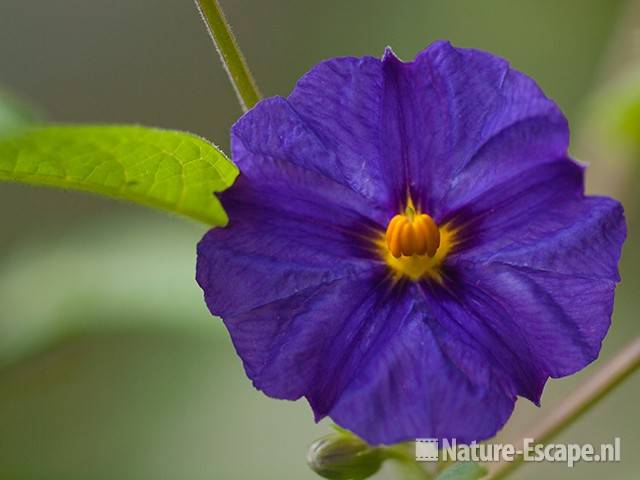 Solanum 'Rantonettii', detial bloem, Fuchsiaboerderijn Stokkum 1 280710