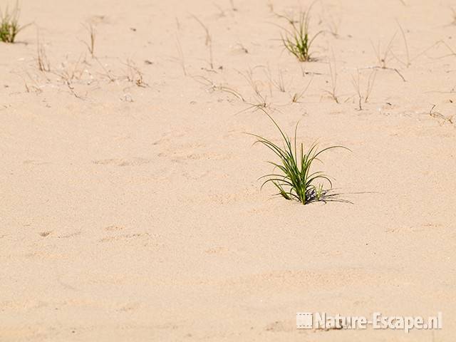 Zandzegge, AWD1 300710