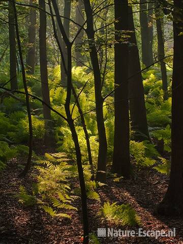 Adelaarsvarens, in een door de zon beschenen bos, AWD2 140810