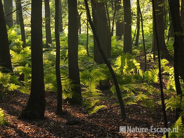 Adelaarsvarens, in een door de zon beschenen bos, AWD3 140810