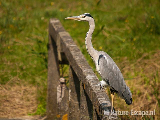 Blauwe reiger, op brugleuning bij Zwarteveldkanaal, AWD1 140810