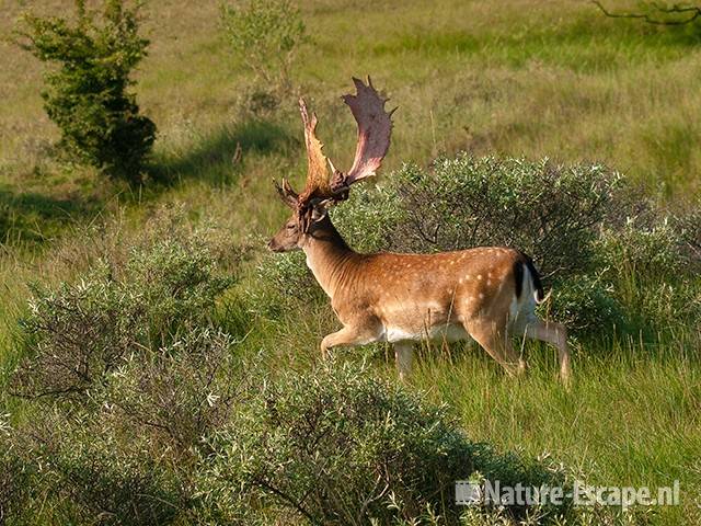 Damhert, bok met gedeeltelijk geveegd gewei, AWD1 140810