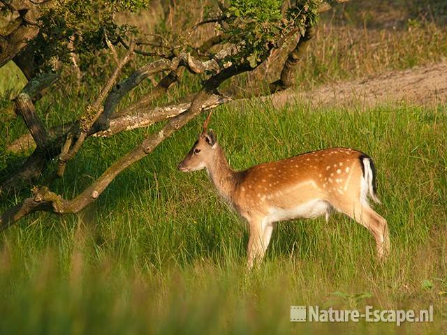 Damhert, jonge bok, AWD1 140810