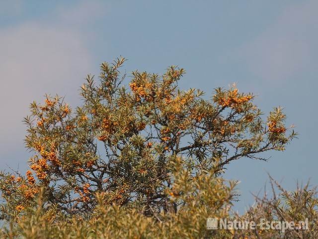 Duindoorn, tegen blauwe lucht, AWD1 140810