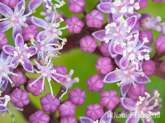 Hortensia, detail fertiele bloemen, yB1 060810