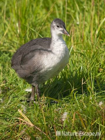 Meerkoet, juveniel, Castricummerpolder 2 060810