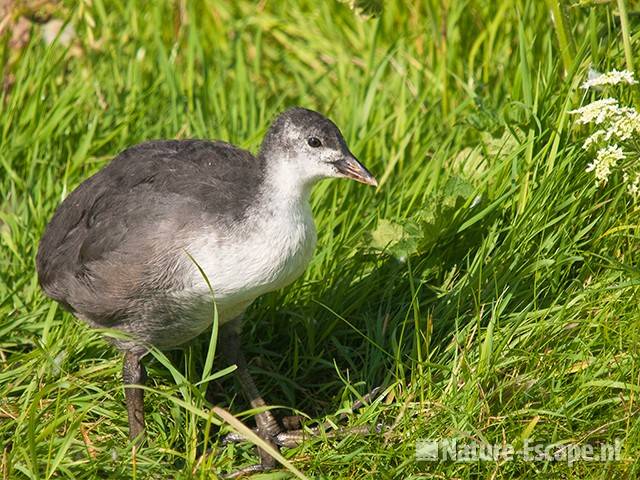 Meerkoet, juveniel, Castricummerpolder 3 060810