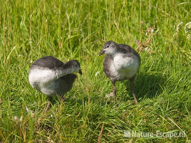 Meerkoet, juvenielen, Castricummerpolder 1 060810