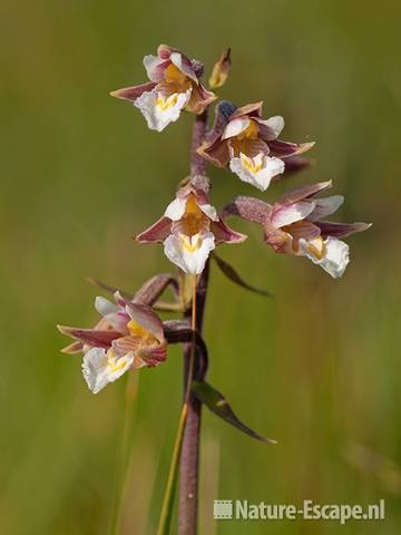 Moeraswespenorchis, detail bloemen, NHD Egmond 1 110810